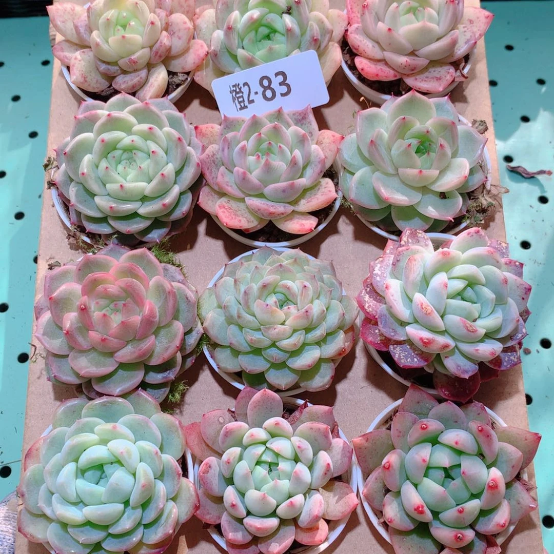 2-83一物一拍多肉带盆18颗