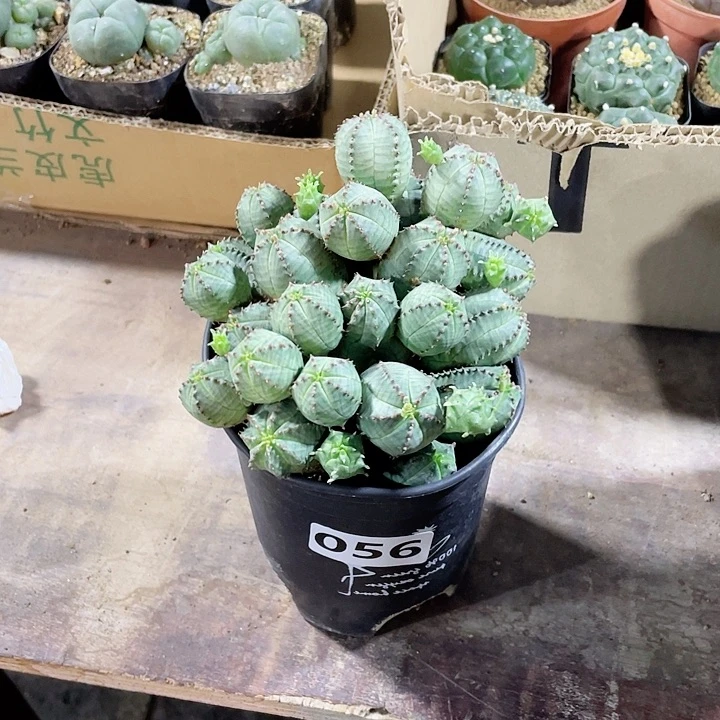 056超大群子吹布纹球