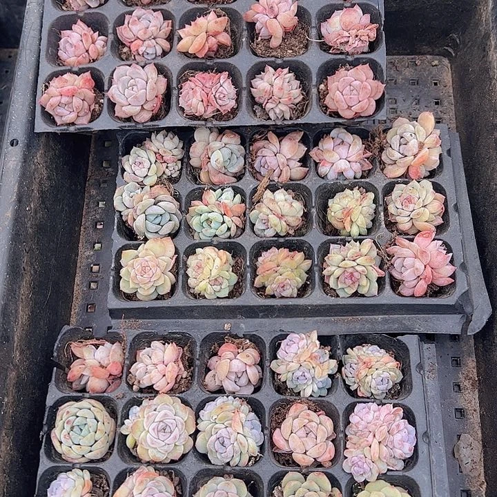 直播福利一物一拍67