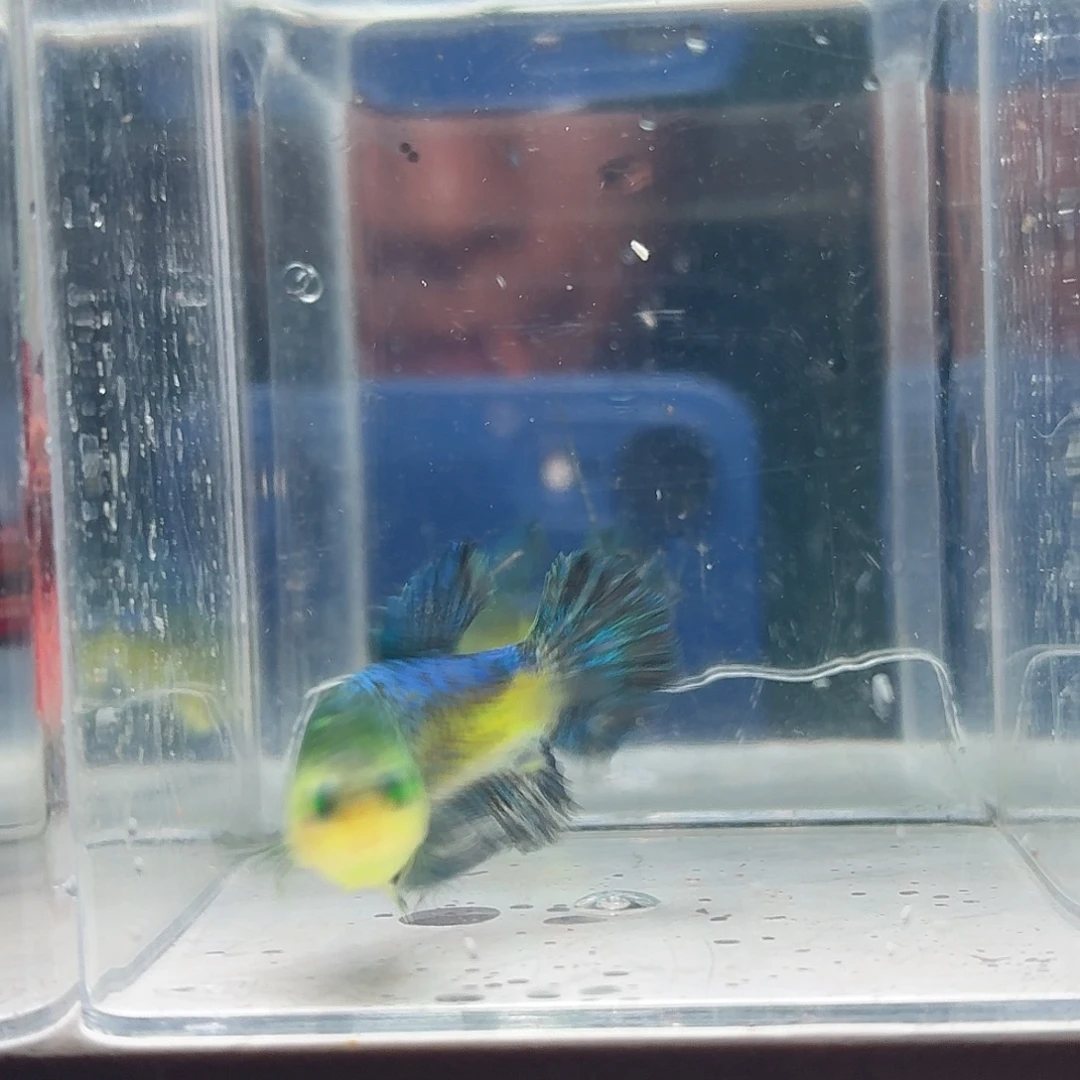 斗鱼泰国斗鱼直播214