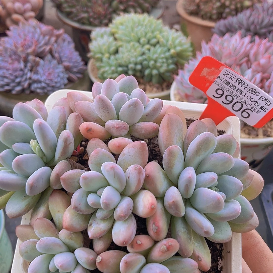 9906香水多肉植物