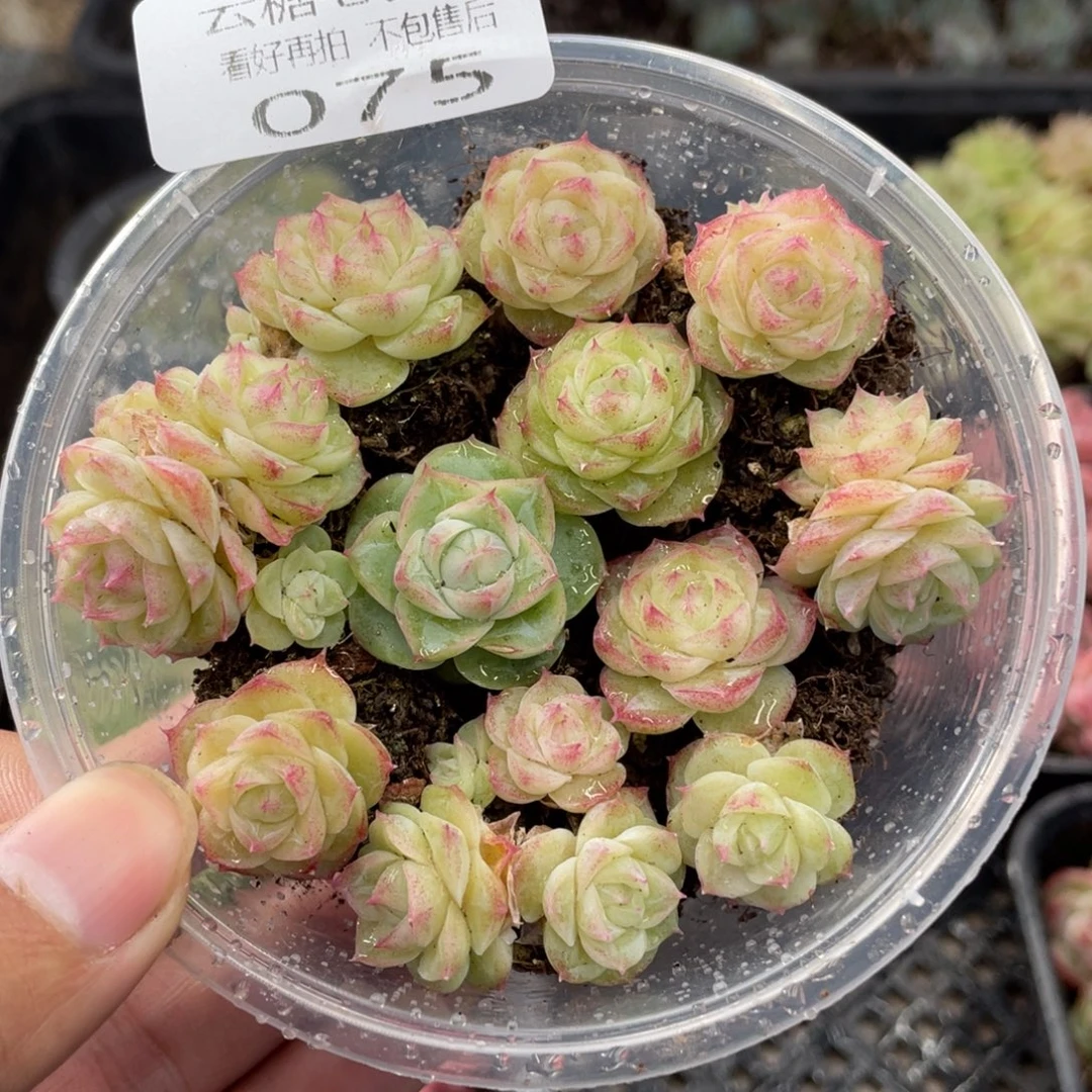 云糖心多肉植物75