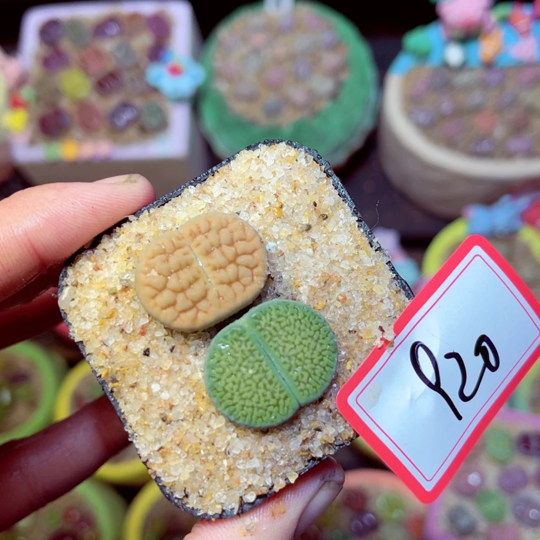 920生石花带盆发1