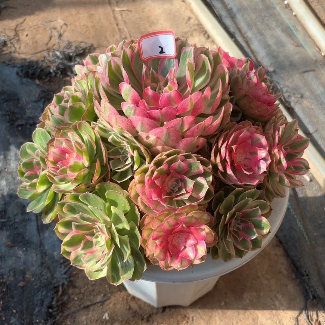 全部花朵花**光2蔷薇多肉植物