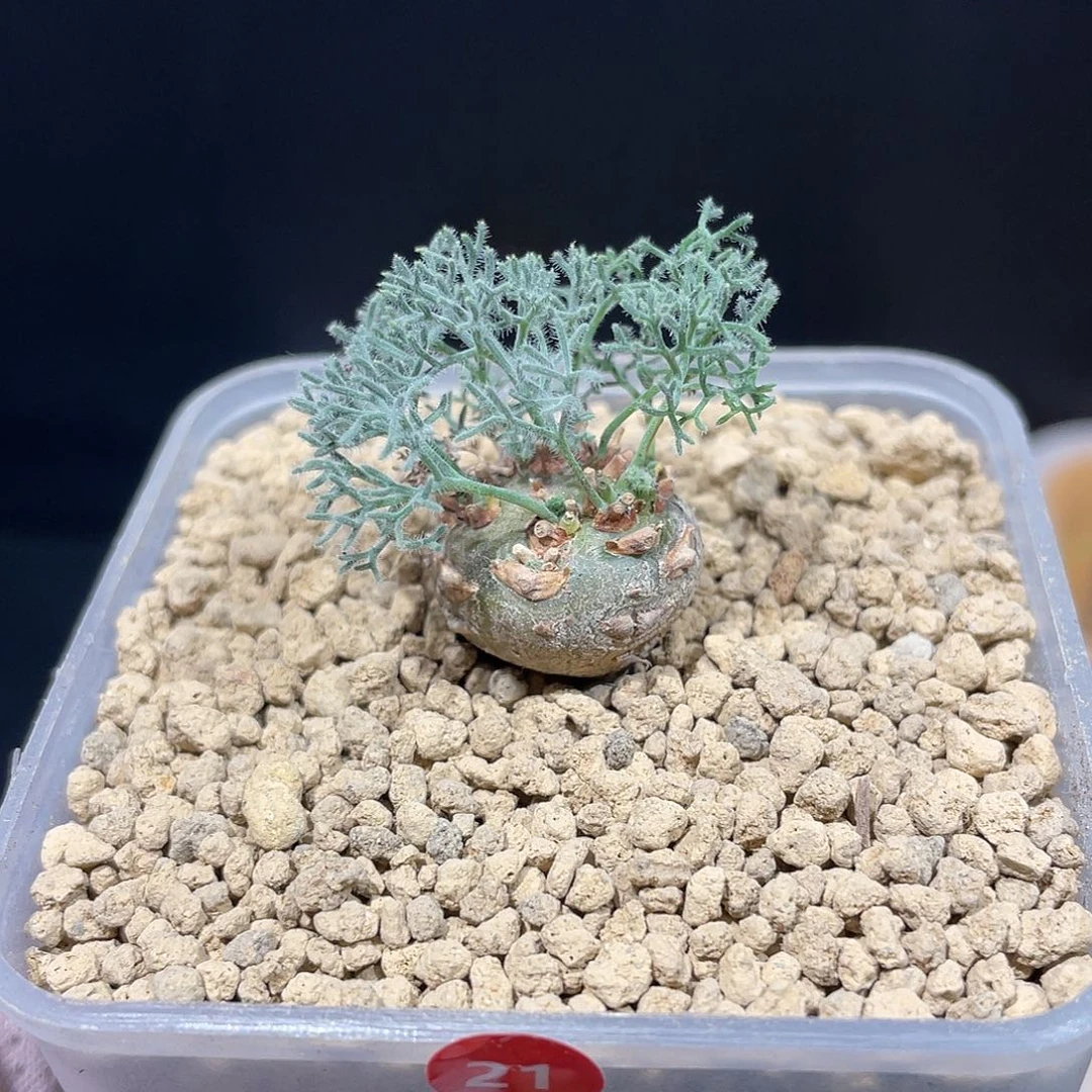 白皮月界实生的哈