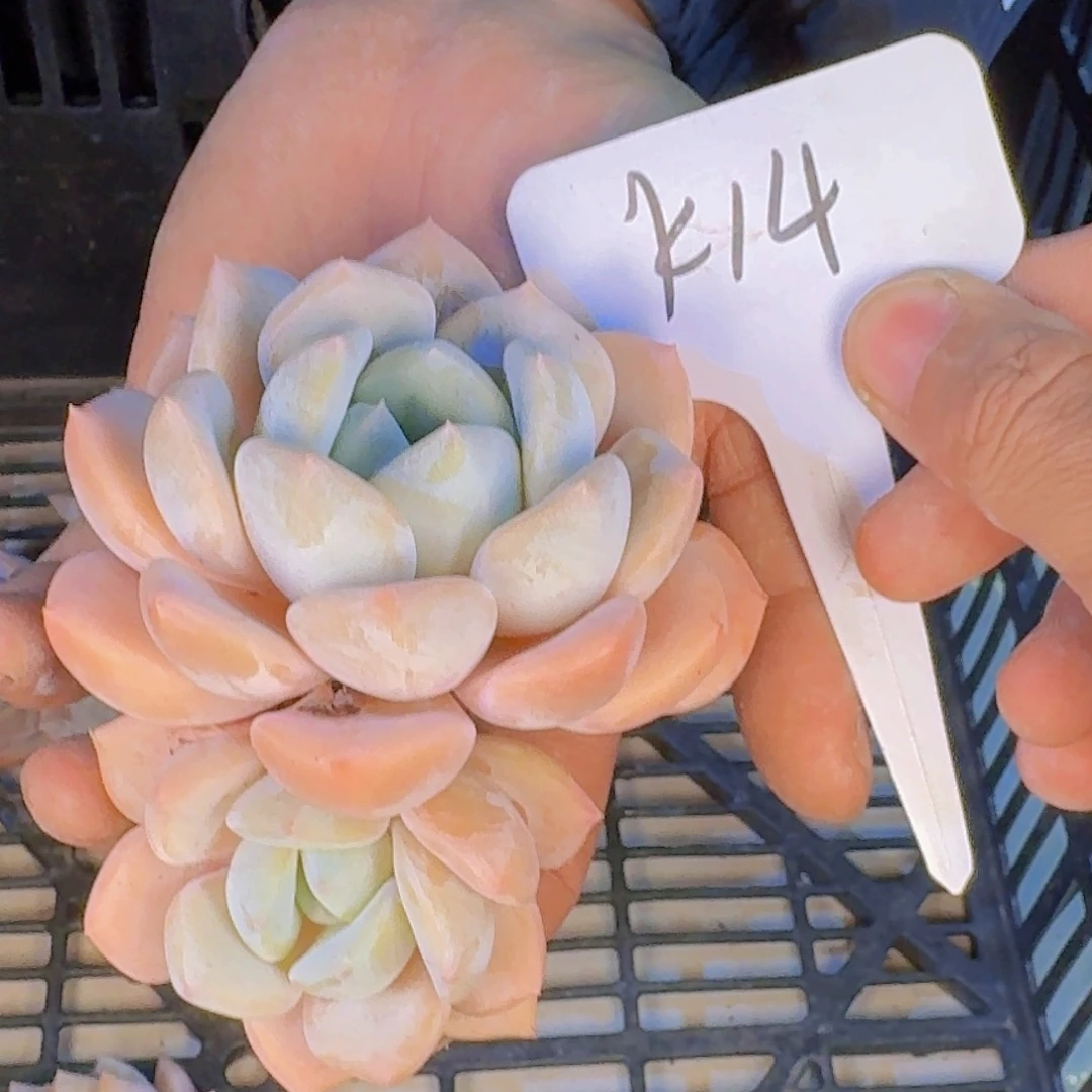 多肉葡萄干和水果都