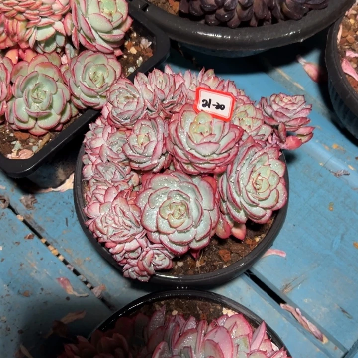 遂***姐精品多肉植物老桩