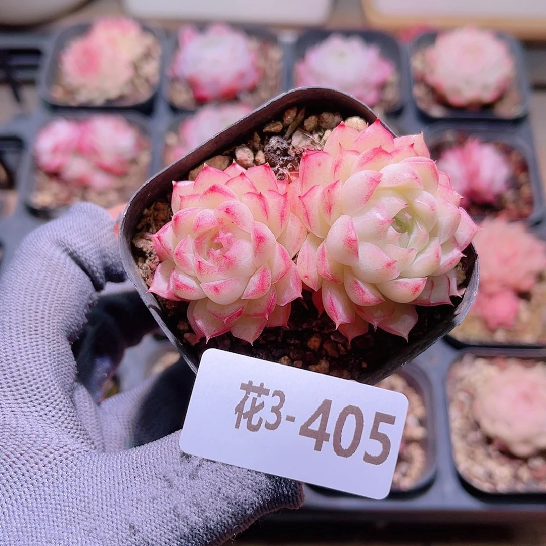 花03-405女王双头
