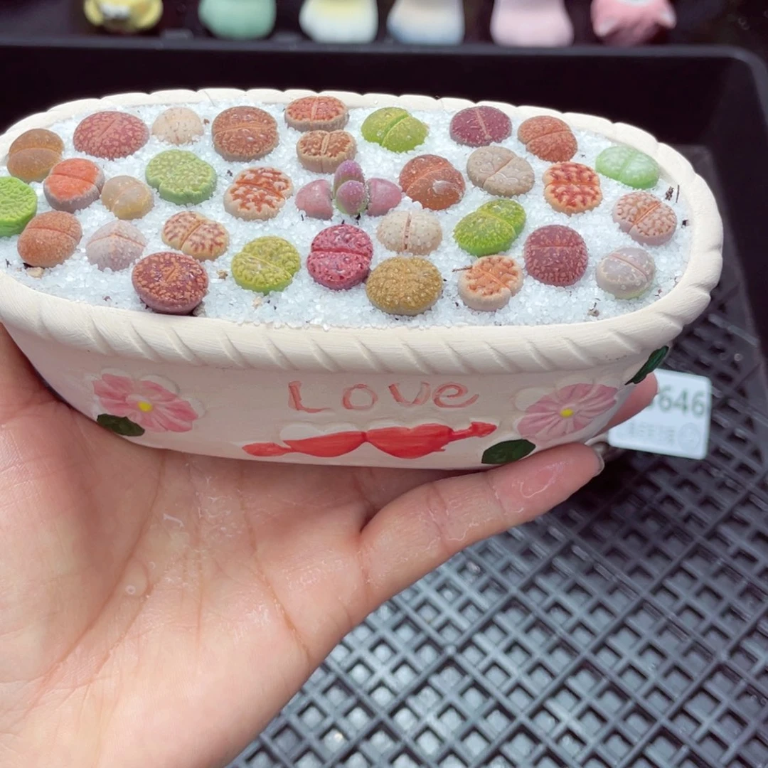 w3648 带盆土发货一物一拍