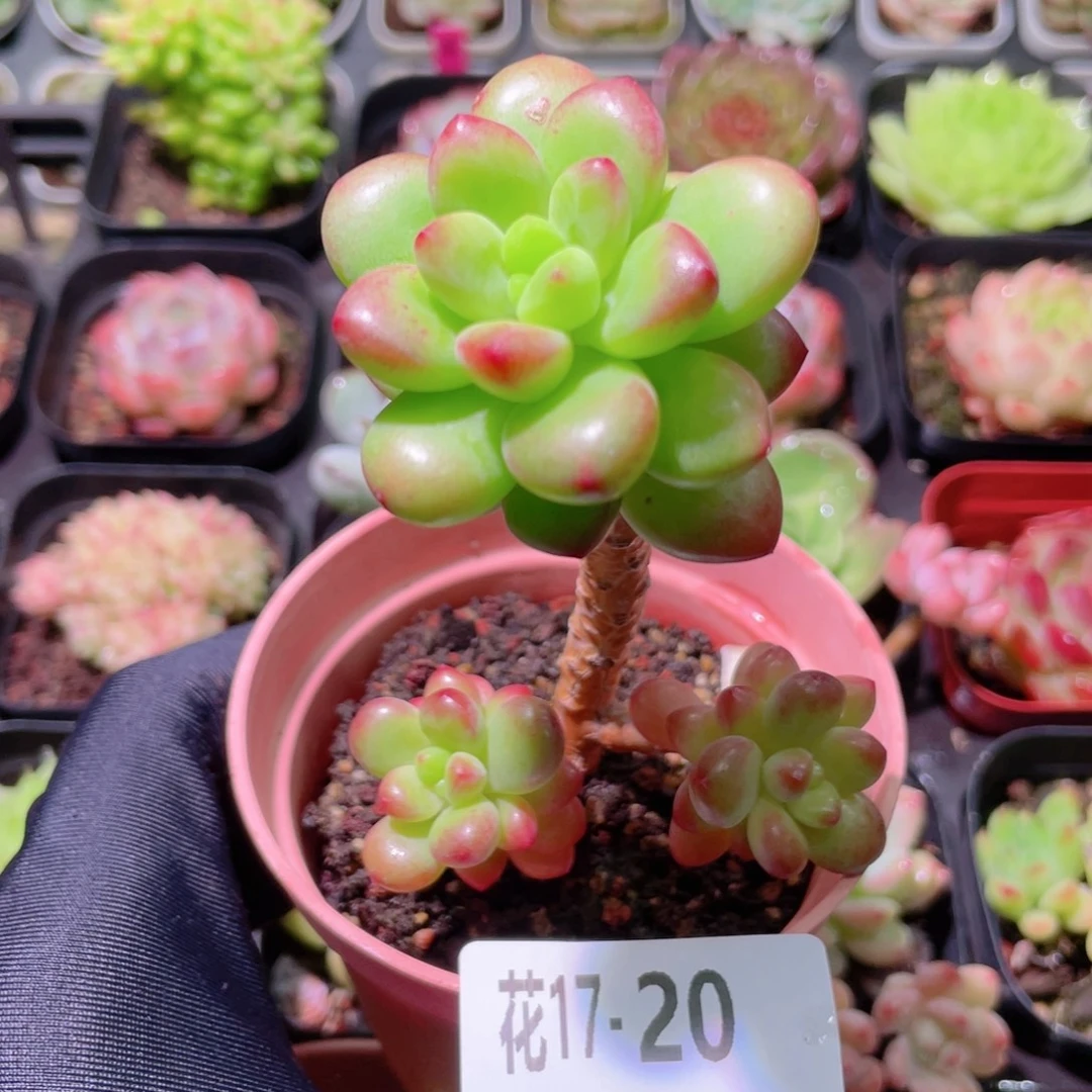 花利美17-20香格里拉