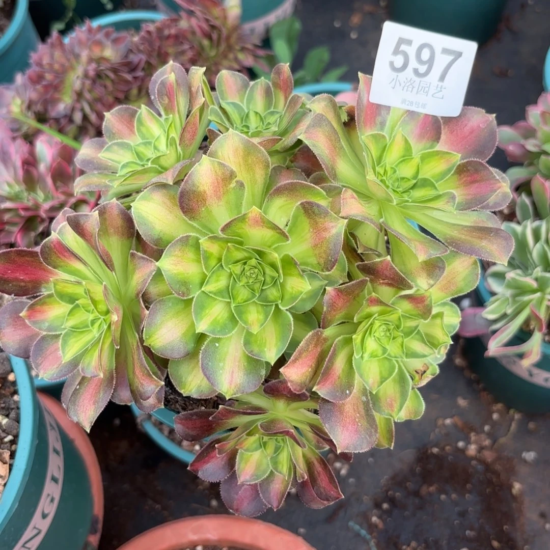 597号韶华朵朵法师植物