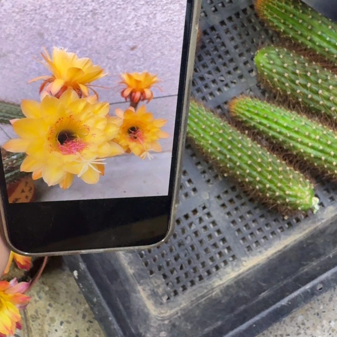 350金妞国王无根侧牙6公分左右，20包邮