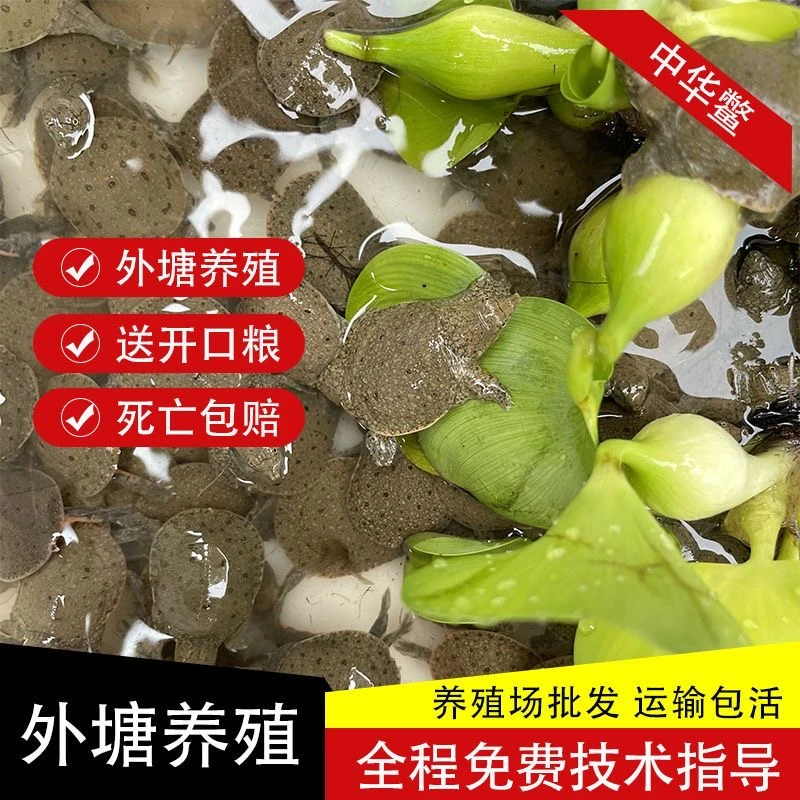 【2025出壳黑花甲鱼苗】鱼塘水库稻田水鱼团鱼生态养殖场优质小甲鱼