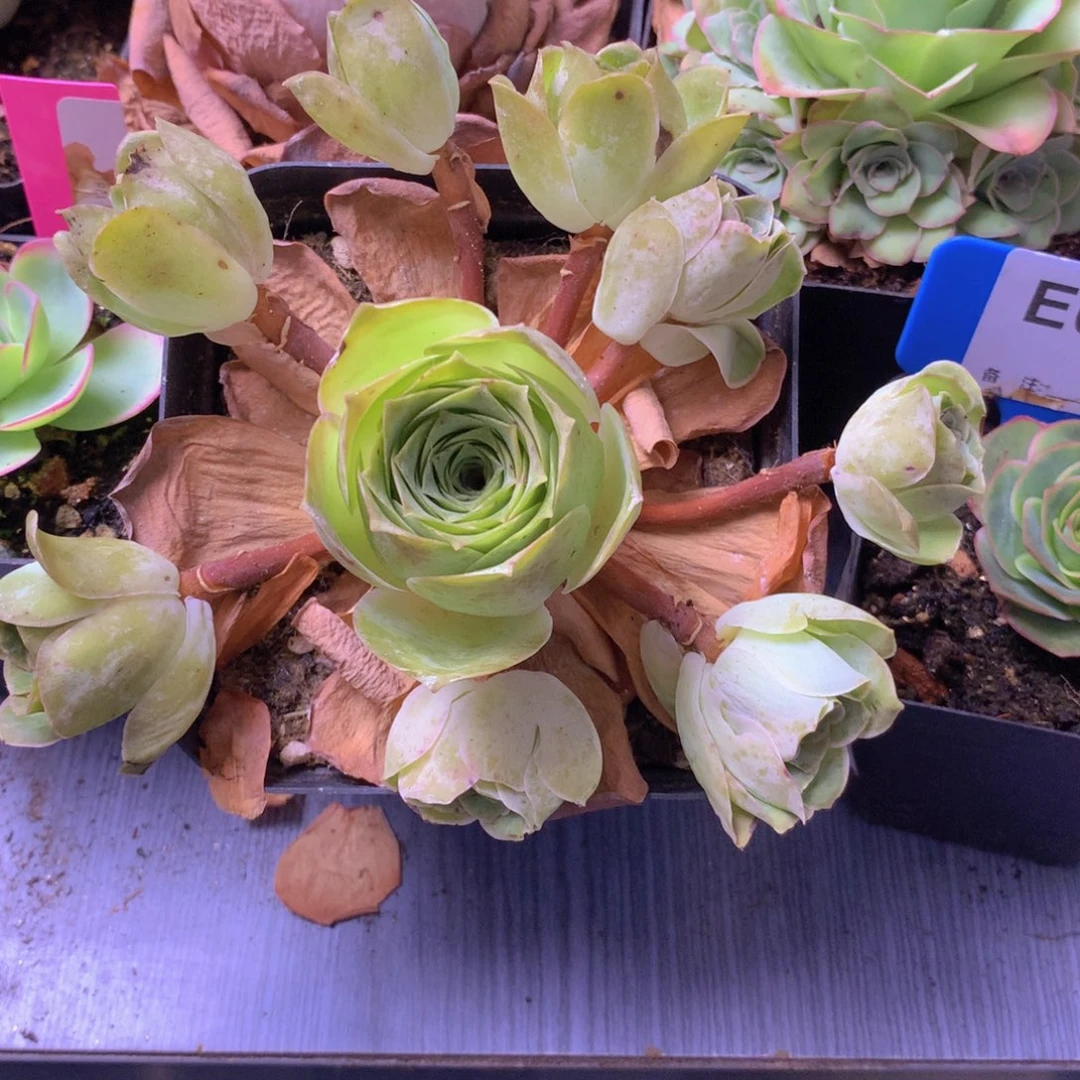 一物一拍星辰清秋326