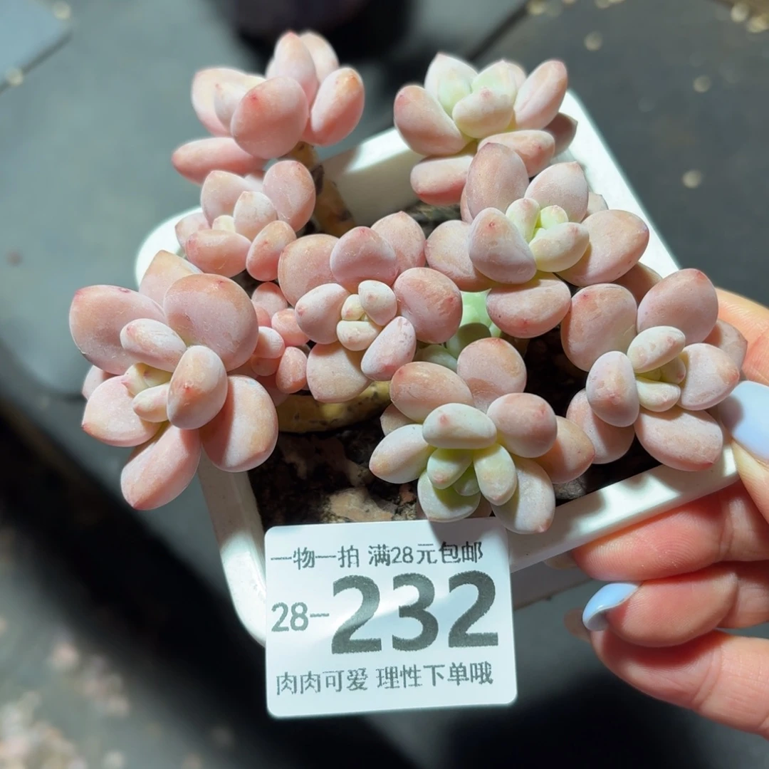 樱花洛神无盆土发货无盆