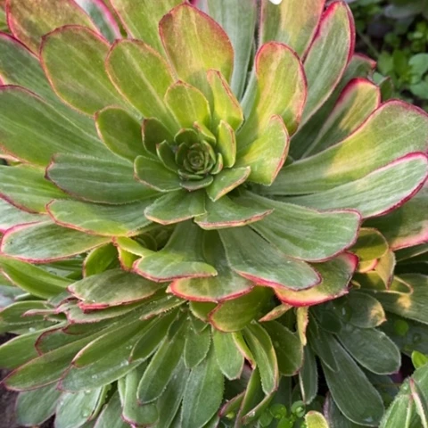 759孔雀翎满25包邮多肉