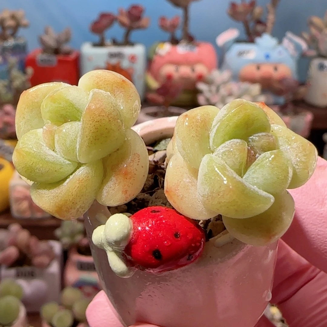 飘枝冰玉 盆口2.5cm