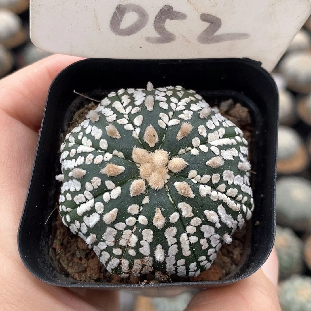052海星兜系列产品