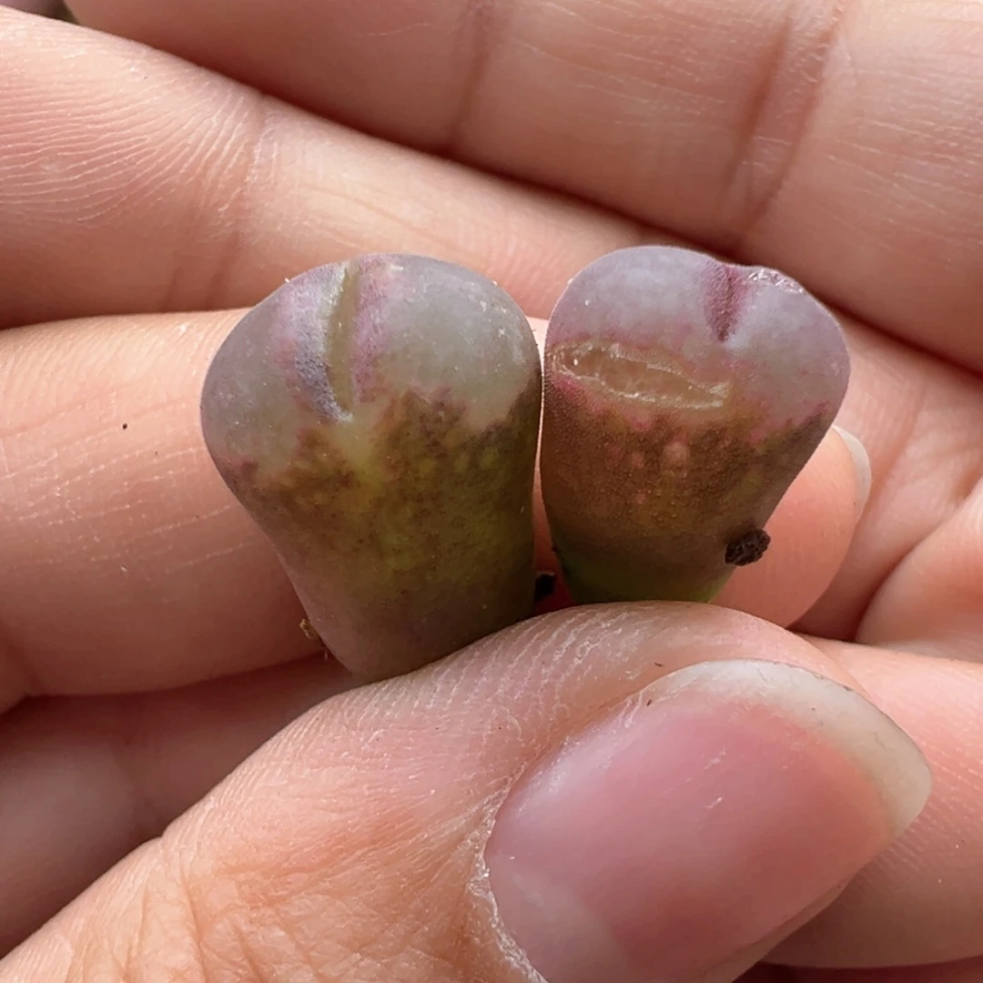 891。C10杂贝瑞 多肉