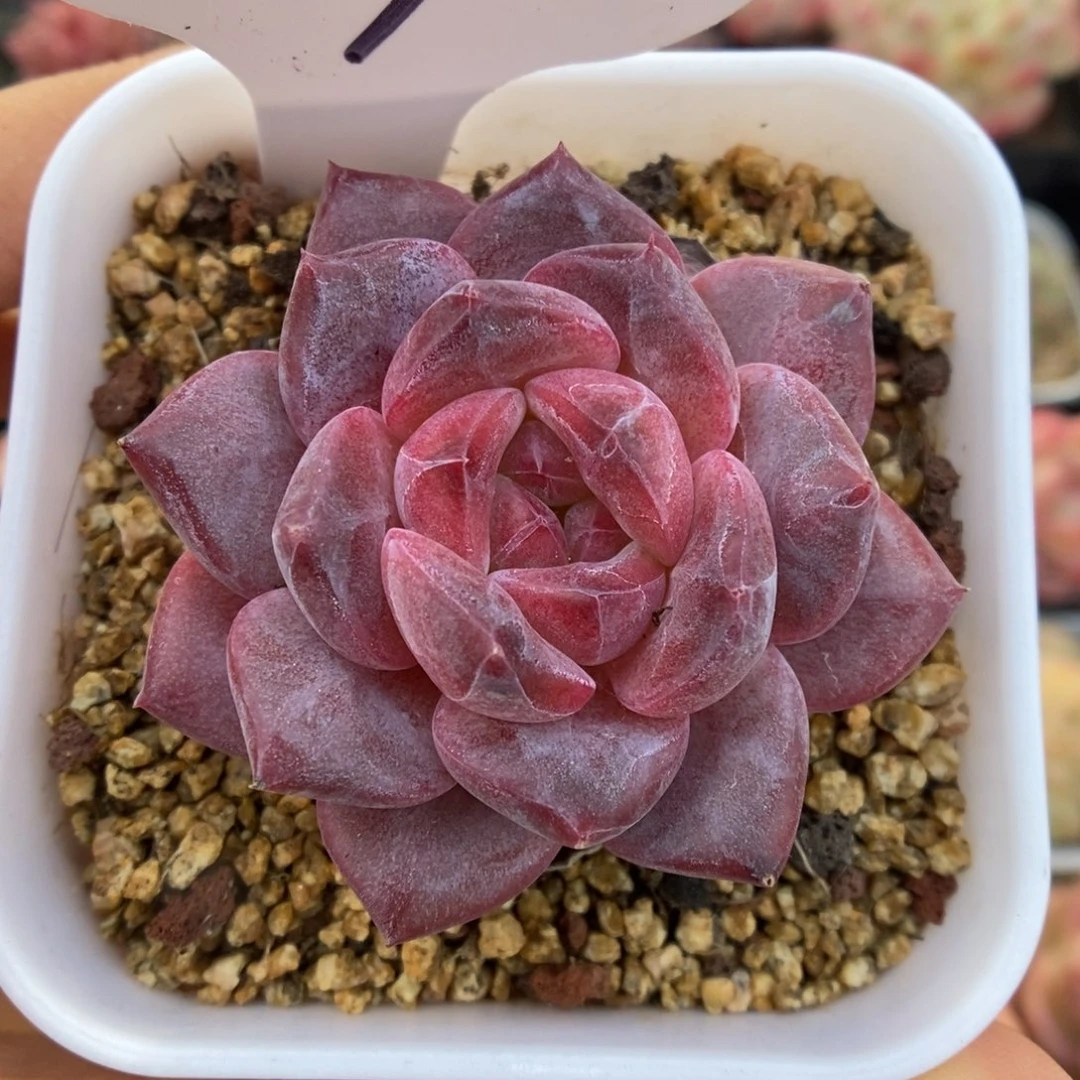 糖心琥珀可拍791号