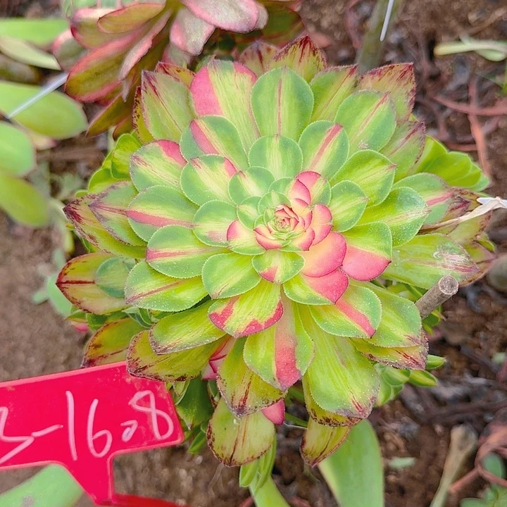 3-1608知否多肉法师