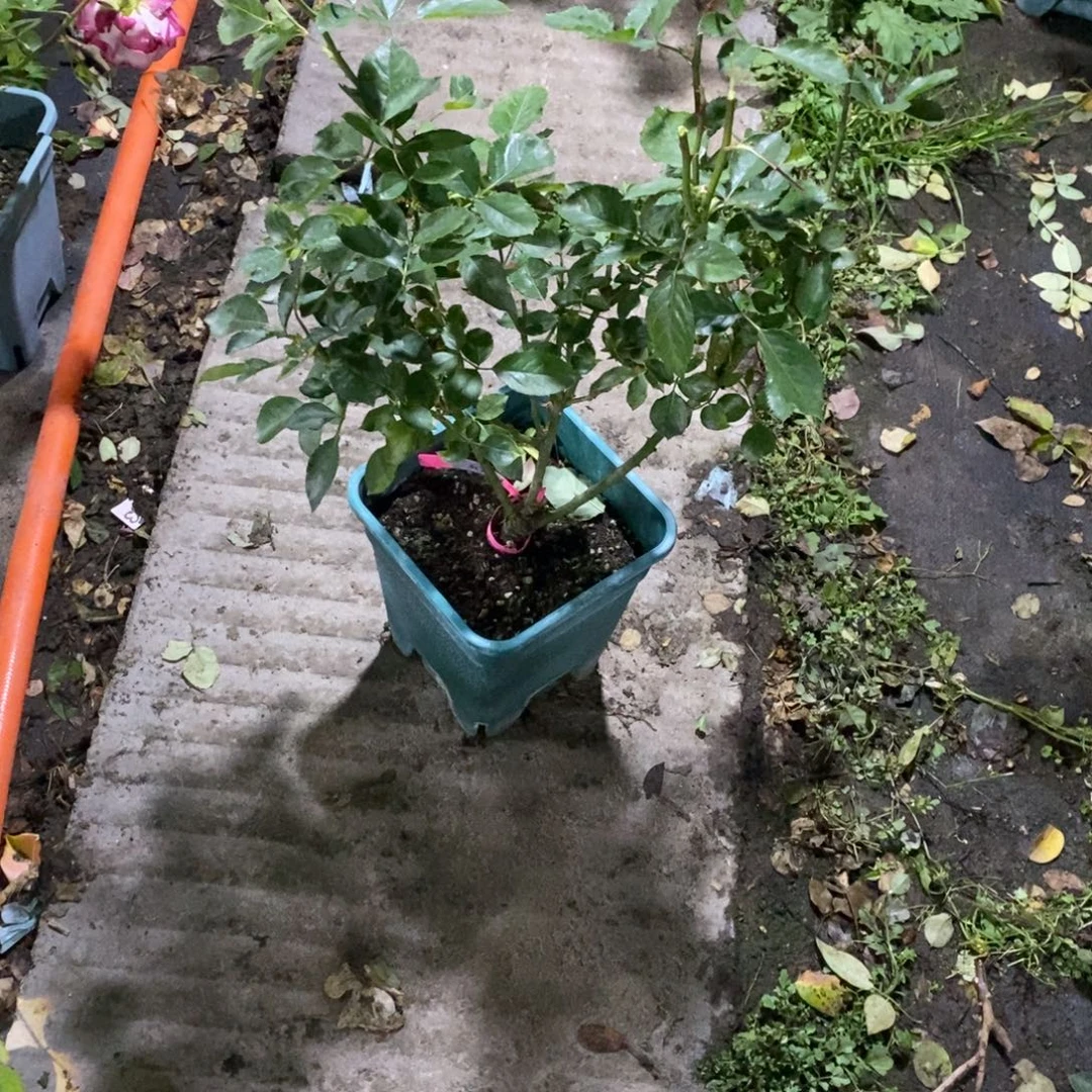 无花朵蓝气球玫瑰土球发货