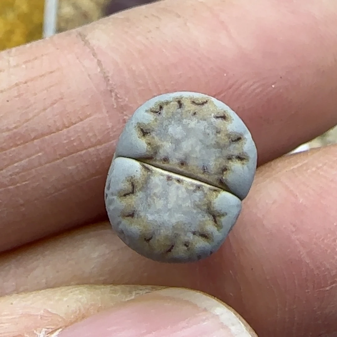 491饼干清框福利30包邮