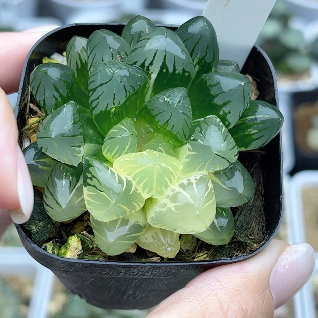 82狄原五号玉露锦福利专场