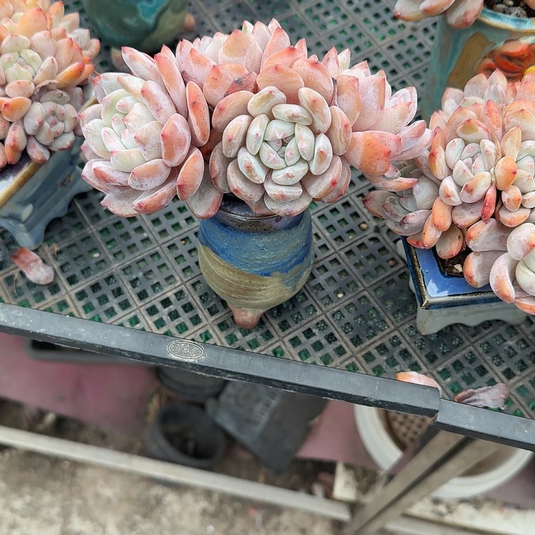 橙子飘枝4头带陶盆发货