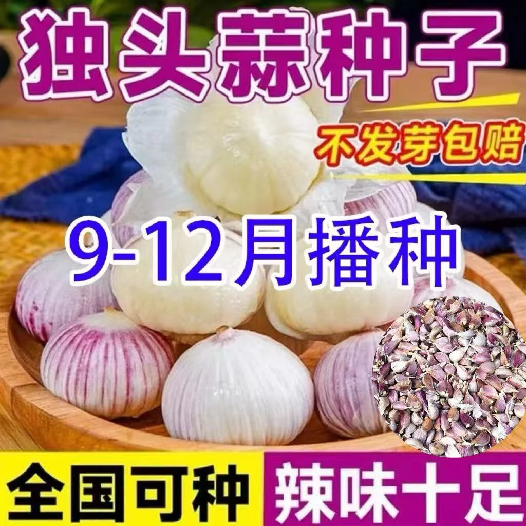 【对版正宗】紫皮独头蒜种子小蒜瓣出独头圆头蒜瓣种阳台盆栽种子