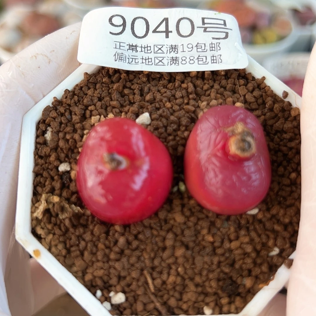 9040七年红宝石两颗2.2cm左右