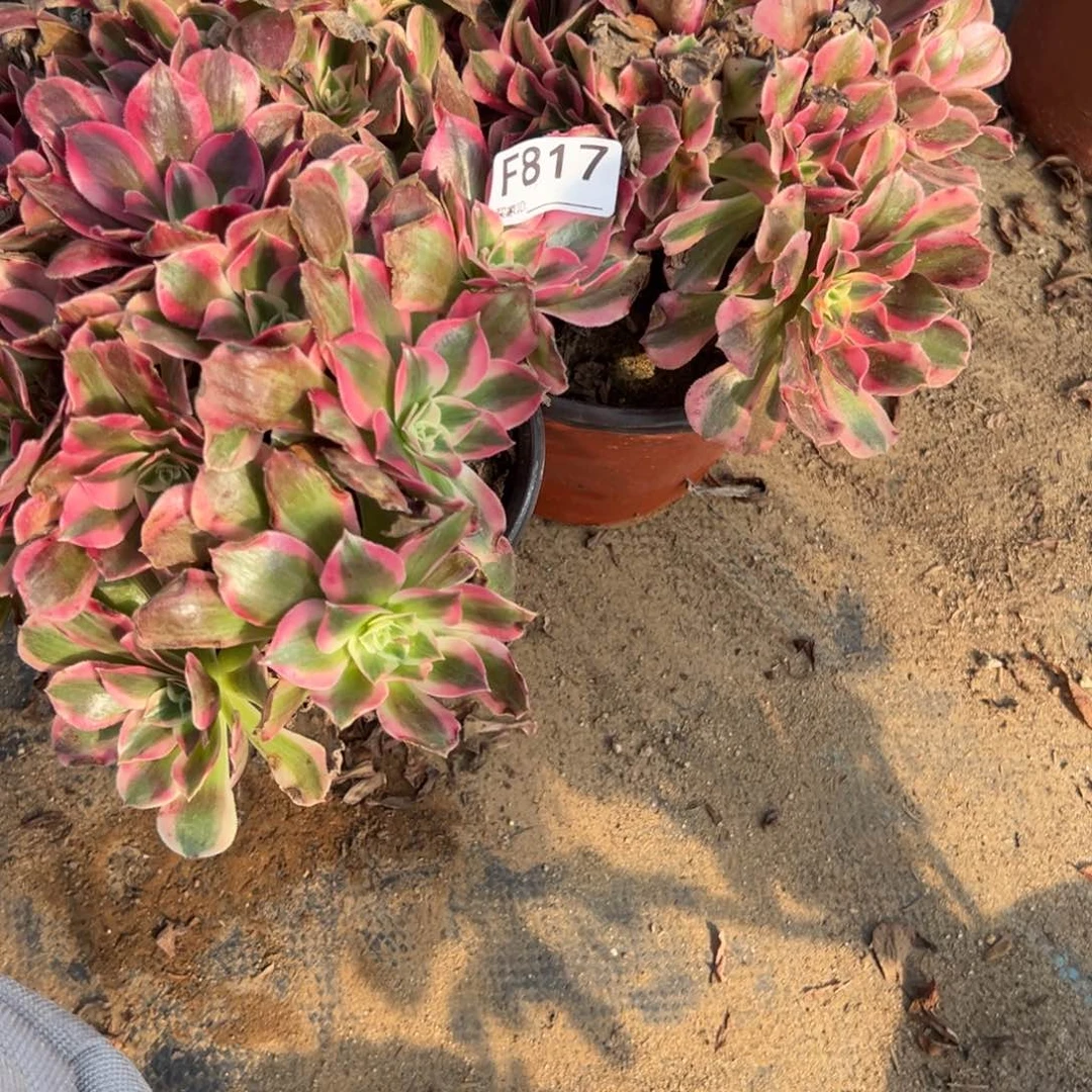 浮***怒817两颗组合多肉植物法师