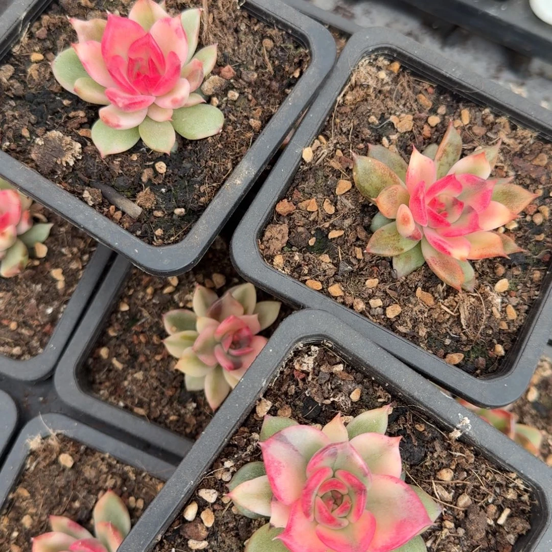 火焰山锦腹轮锦一颗的价格