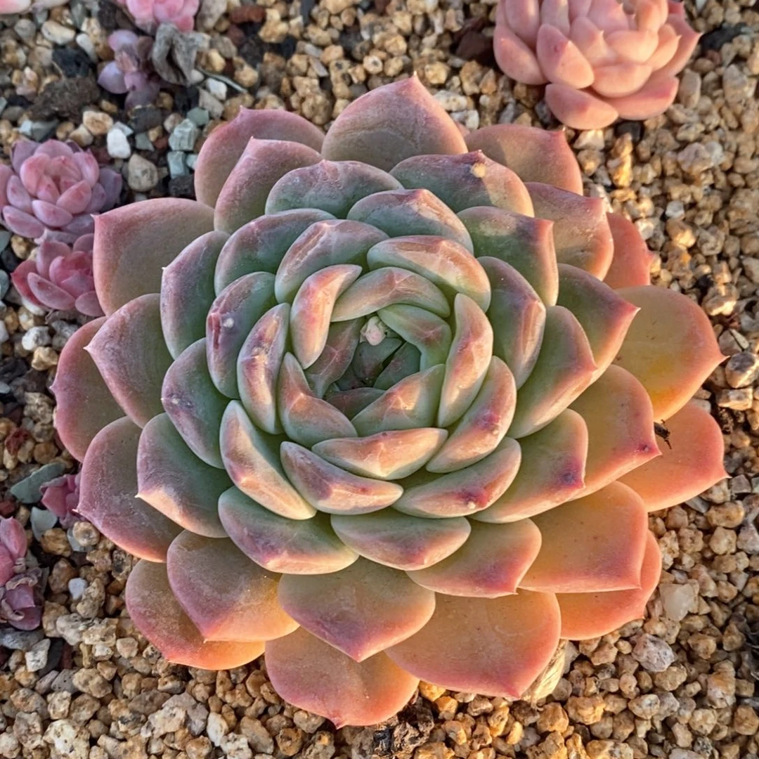 精品多肉一物一拍不包整21