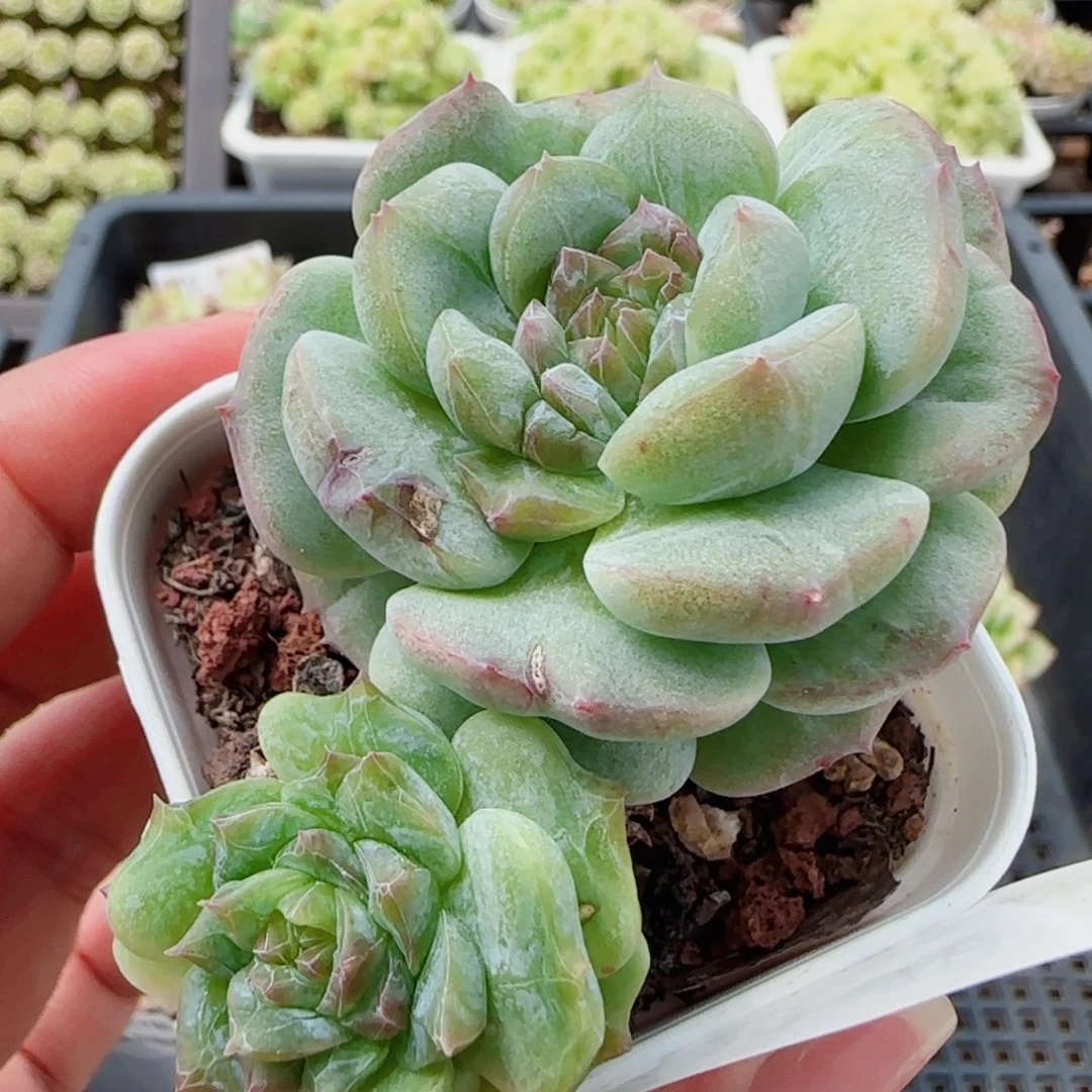 花语逸镜0717-129散