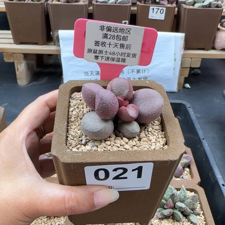 821粉红哈密瓜多肉植物