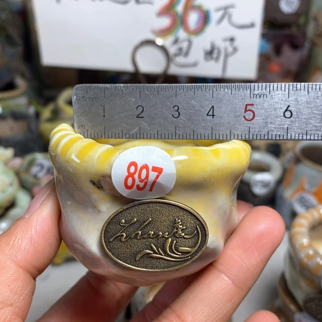 花盆拍5送一个小礼物