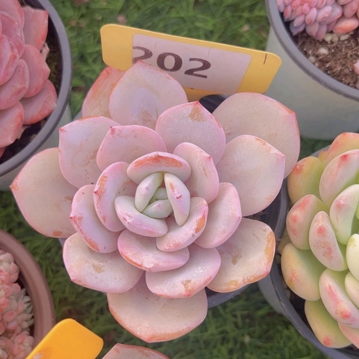 健健康康平平安安