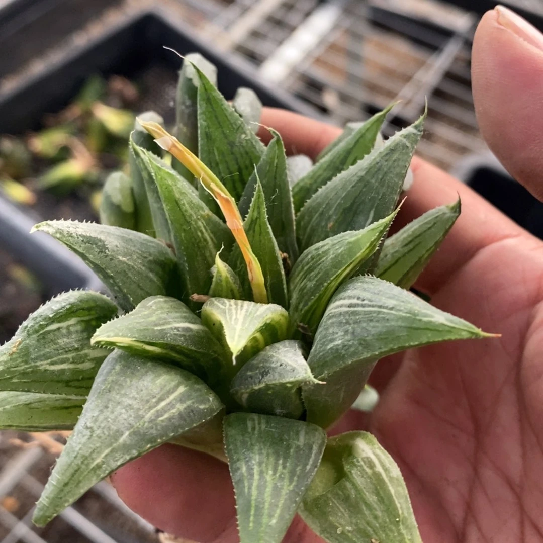 晨**光250 两颗福利