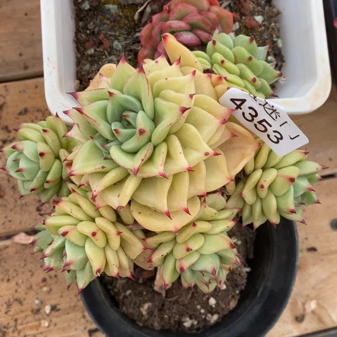 天****烂杂交精品多肉4353