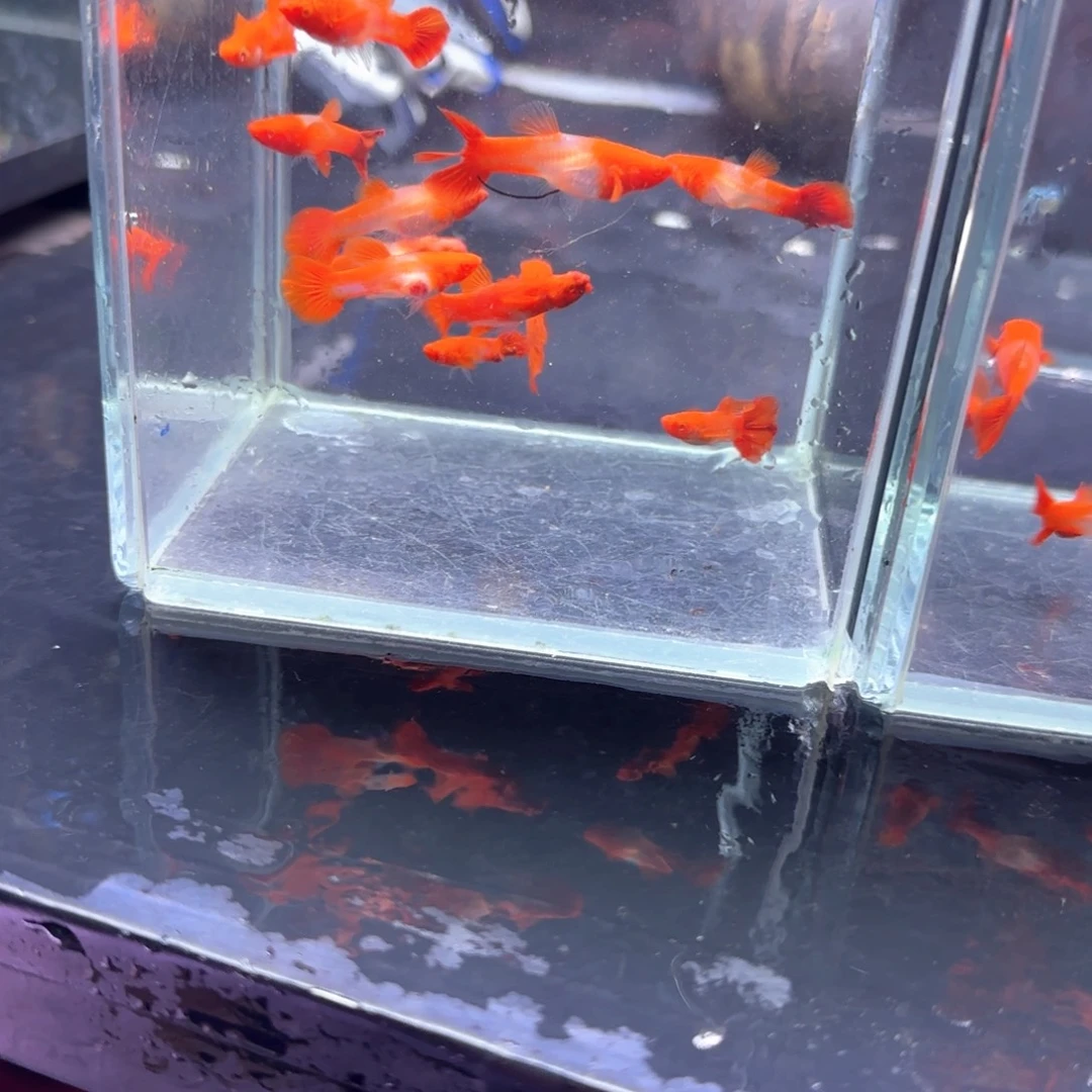 孔雀鱼大瑕疵分水10条