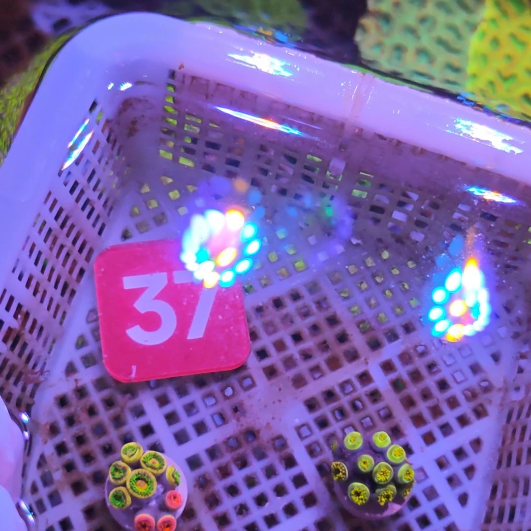 中国大陆37 号框直播间挑选