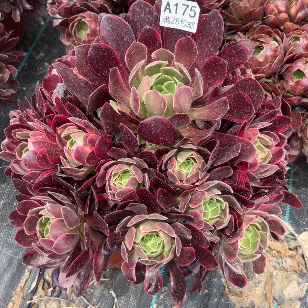 175多肉  金丝雀