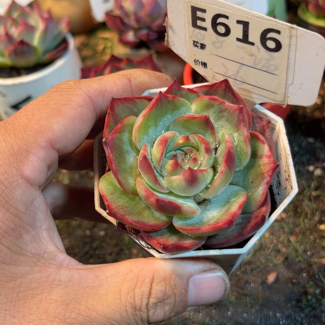 惊鸿一瞥616号多肉