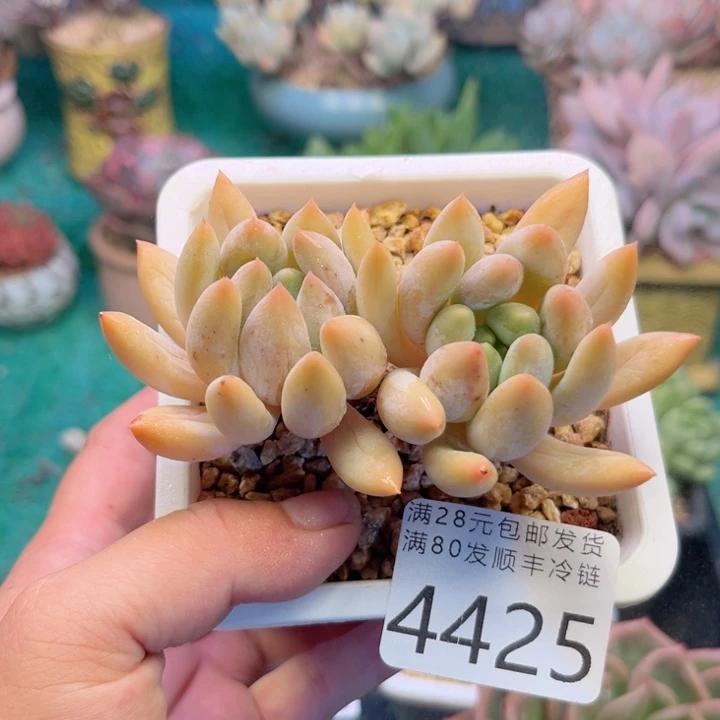 大4425^_^xvcvvvvbb