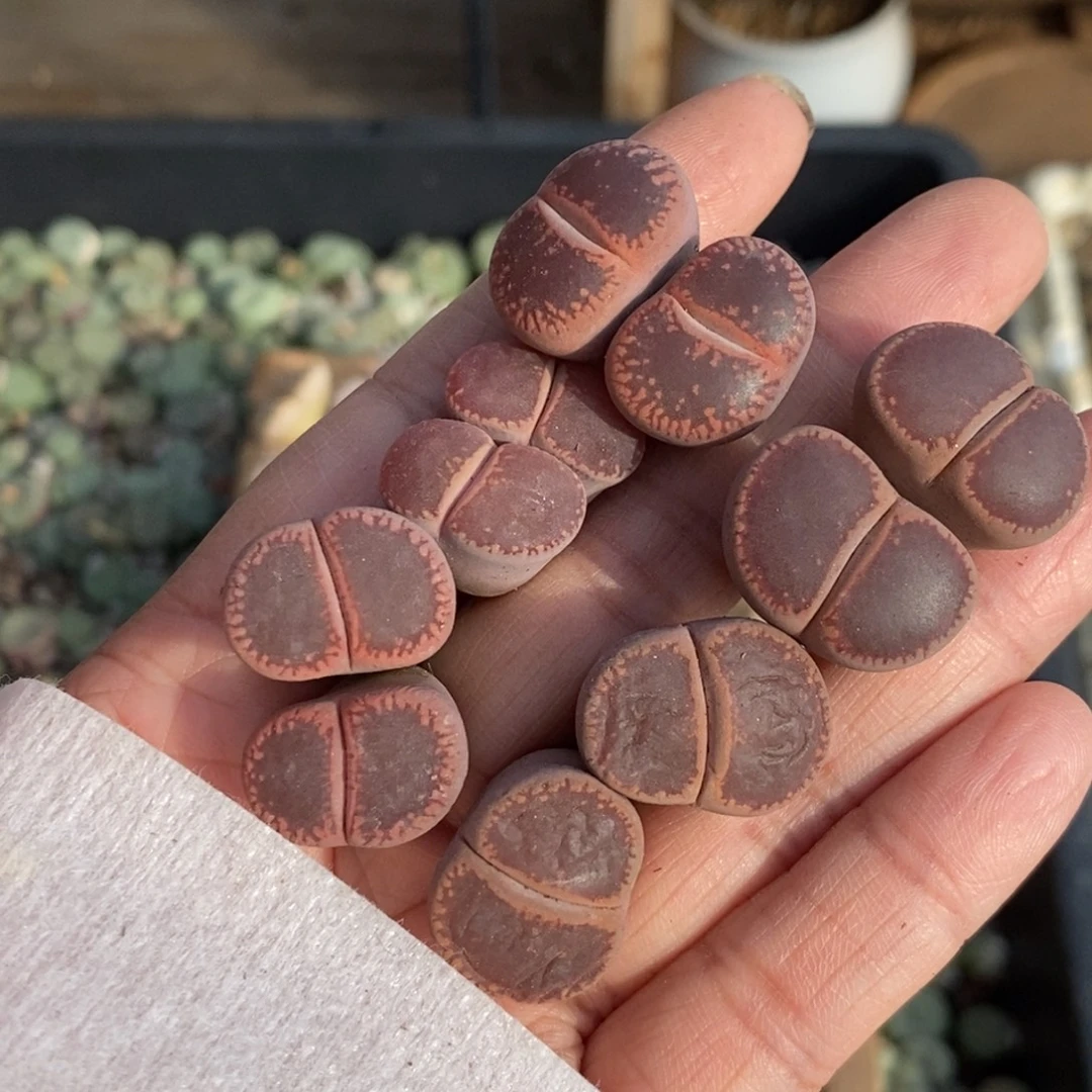 0160 五颗双头日轮玉