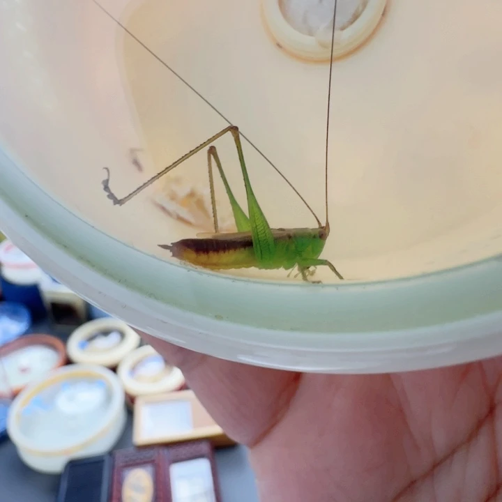 糖果一只啊啊啊啊啊