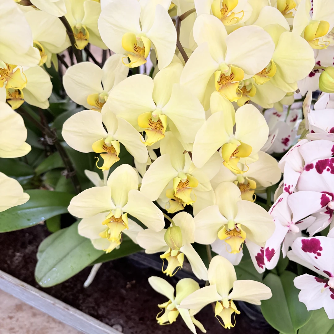 《九五至尊》大花 蝴蝶兰 黄色系 带花  耐开耐养 基地直发