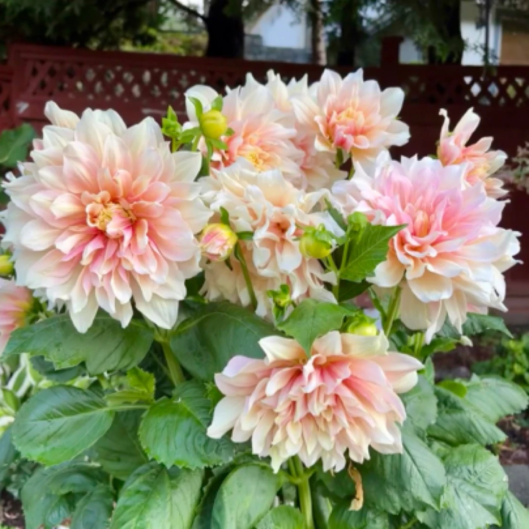 稀少【越狱】大丽花超大花形精品重瓣进口整坨球