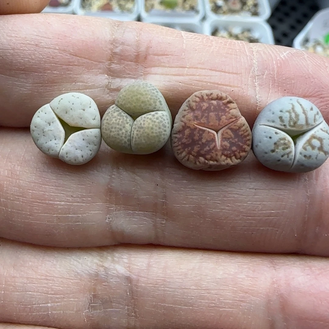 450小奔一手福利30包邮